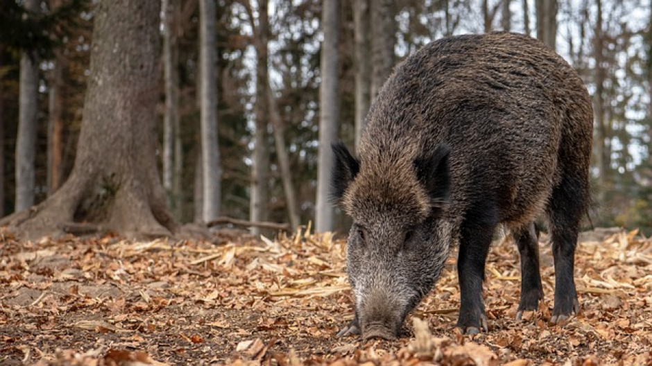  Ente Parco Ticino e Lago Maggiore, avviso contributi per prevenire danni a colture
